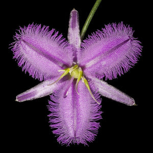 Thysanotus manglesianus 'Purple Fringed Lily' Seeds