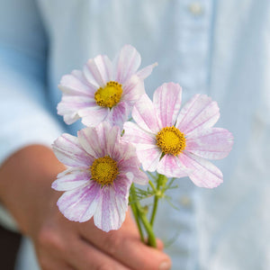 Cosmos 'Versallies Flush' Seeds