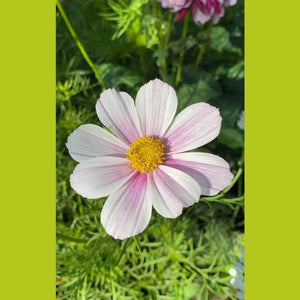 Cosmos 'Versallies Flush' Seeds