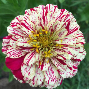 Zinnia 'Peppermint' Seeds