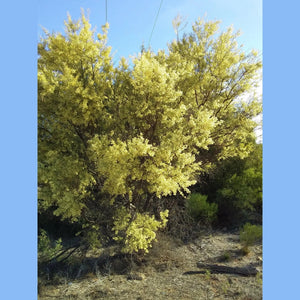 Acacia Victoriae 'Elegant Wattle' Seeds