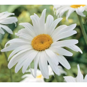 SAMPLE SIZE Chrysanthemum 'Alaska' Seeds