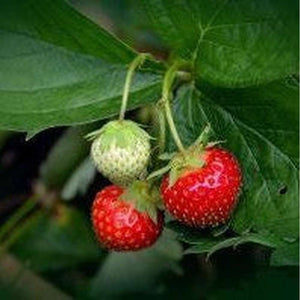 SAMPLE SIZE Strawberry ‘Ali Baba’ Seeds