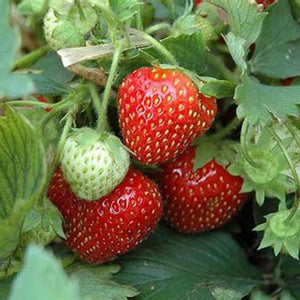 SAMPLE SIZE Strawberry ‘Ali Baba’ Seeds