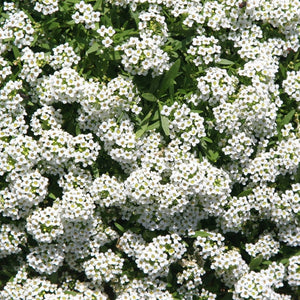 Alyssum 'Carpet Of Snow' Seeds