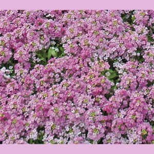 Alyssum 'Pixie Deep Rose' Seeds