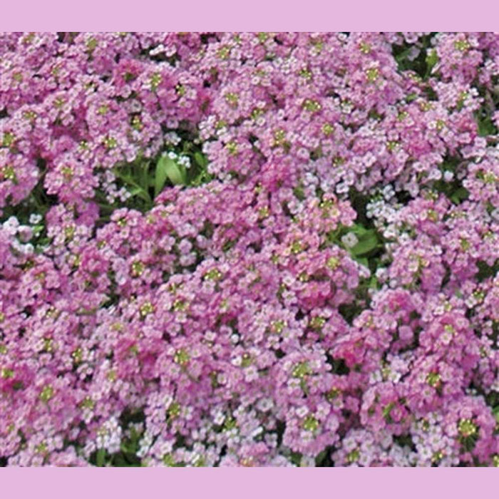 Alyssum 'Pixie Deep Rose' Seeds