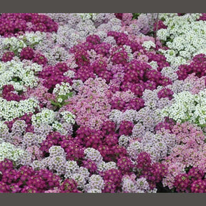 Alyssum 'Pixie Bright Mix ' Seeds