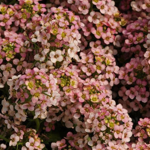 Alyssum 'Pixie Bronze' Seeds