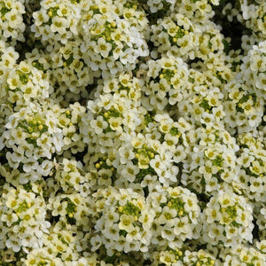 Alyssum 'Pixie Lemon' Seeds
