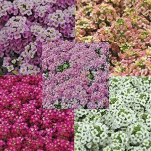 Alyssum 'Russian Mix' Seeds