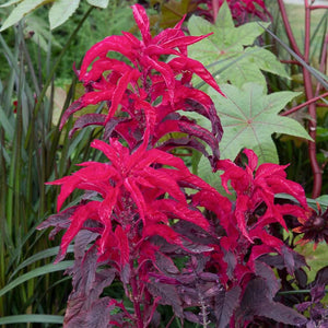 Amaranthus 'Early Splendour' Seeds