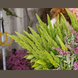 Amaranthus 'Green Thumb' Seeds