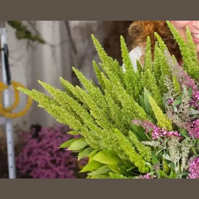 Amaranthus 'Green Thumb' Seeds