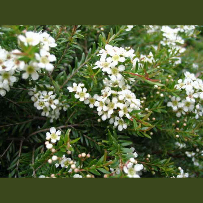 Baeckea Virgata 'Minnature Baeckea' Seeds