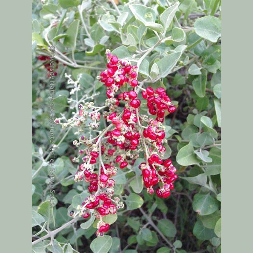 Rhagodia baccata 'Berry Saltbush' Seeds – D&H Seed Harvest Co