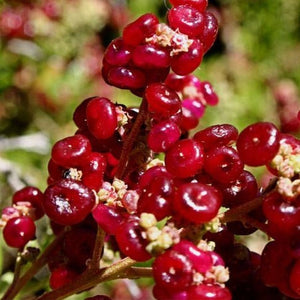 Rhagodia baccata 'Berry Saltbush' Seeds