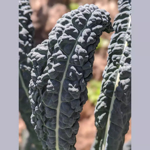 SAMPLE SIZE Kale 'Black Toscana' Seeds