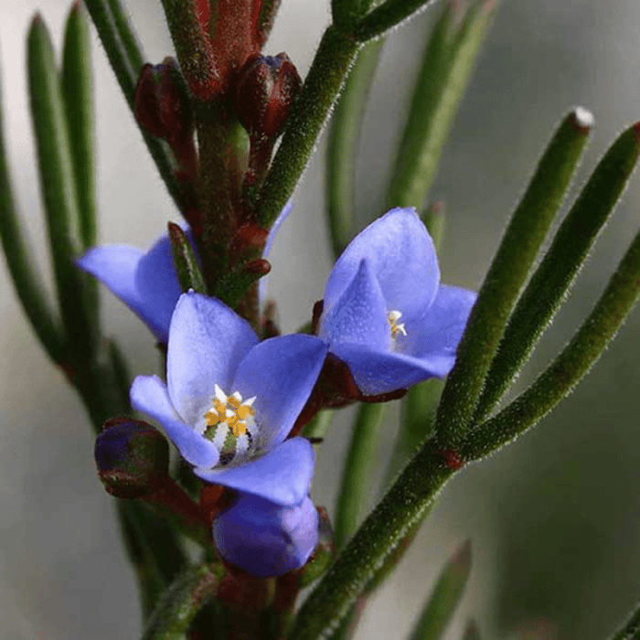Boronia Ramosa 'Blue Boronia' Seeds
