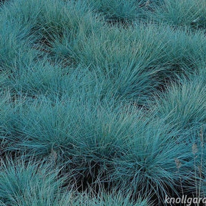 SAMPLE SIZE Festuca Glauca 'Blue Select' Seeds