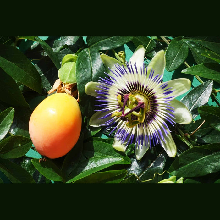 Passiflora Caerulea 'Blue Passionfruit' Seeds