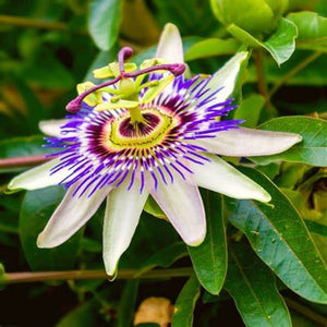 Passiflora Caerulea 'Blue Passionfruit' Seeds