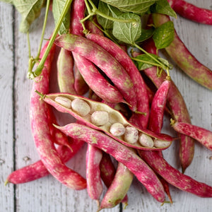 Bean 'Borlotti Bush Red Rooster' Seeds