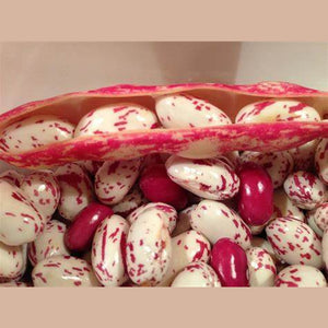 Bean 'Borlotti Bush Red Rooster' Seeds