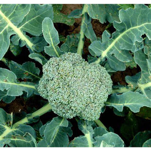 SAMPLE SIZE Broccoli Heirloom 'Di Ciccio’ Seeds