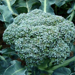 Broccoli Heirloom 'Di Ciccio’ Seeds