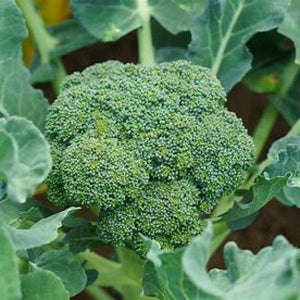 SAMPLE SIZE Broccoli 'Green Sprouting Calabrese' Seeds