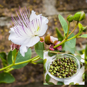 Capparis spinosa 'Caper Bush' Seeds