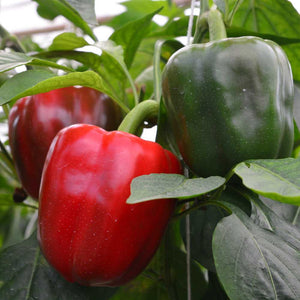 Capsicum 'YOLO Wonder' Seeds