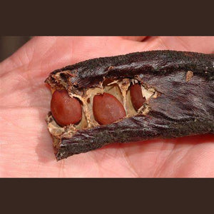 Ceratonia siliqua 'Carob Chocolate Tree' Seeds