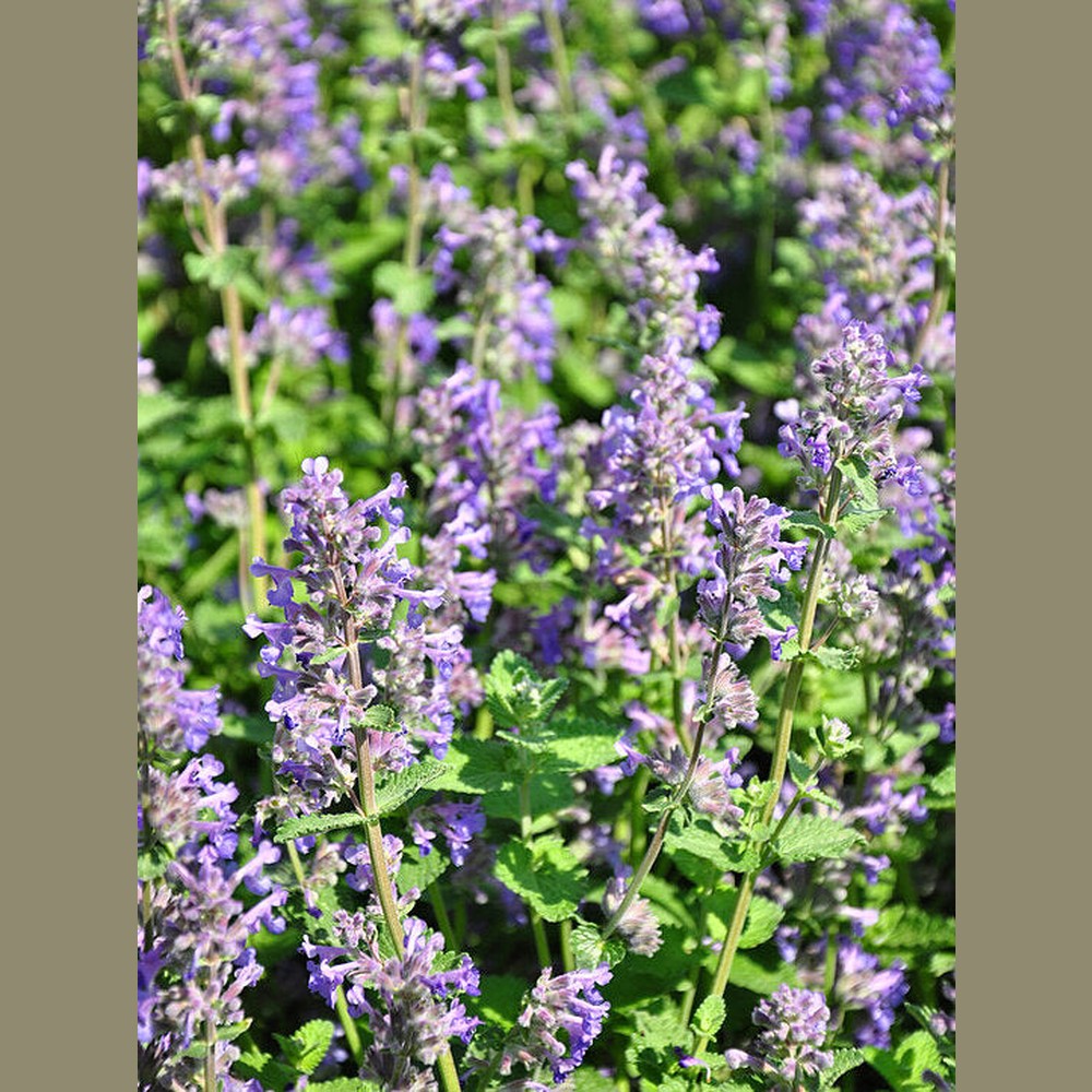 lavender catnip plant Nepate cataria 'Catnip Purple' Seeds – D&H Seed Harvest Co