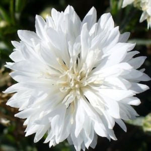 Centaurea 'White Ball' Seeds