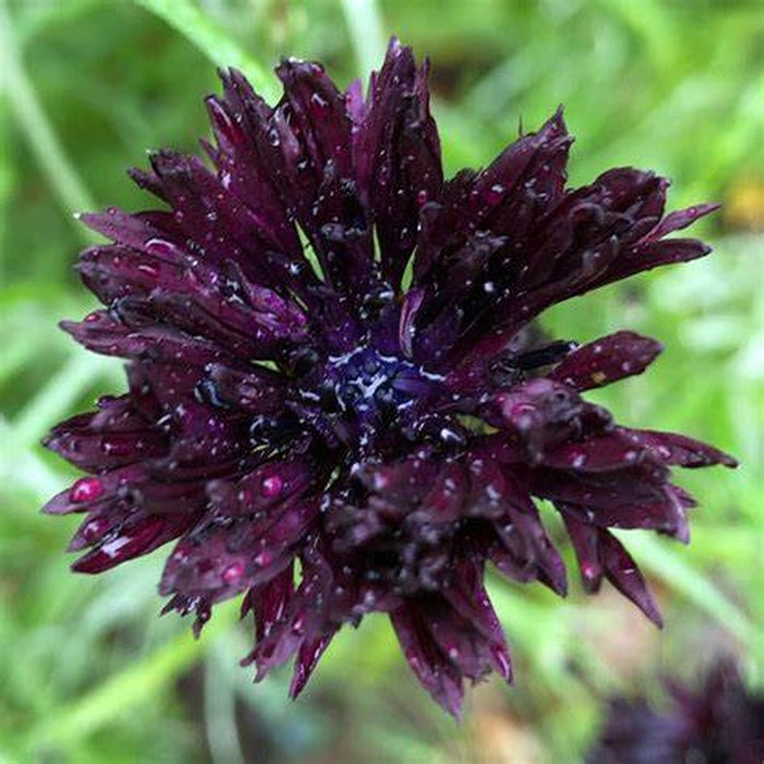 Centaurea 'Black Ball' Seeds