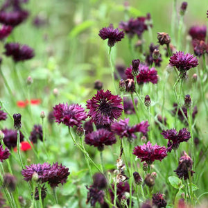 Centaurea 'Black Ball' Seeds