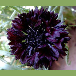 Centaurea 'Black Ball' Seeds