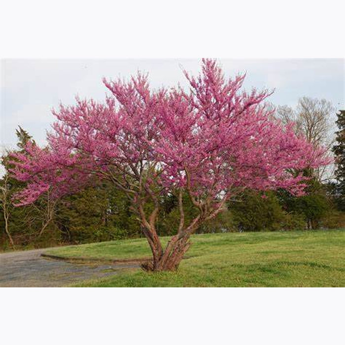 Cercis Canadensis 'Eastern Redbud' Seeds