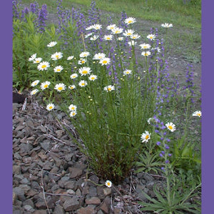 SAMPLE SIZE Chrysanthemum Leucanthemum 'Chasta Daisy' Seeds