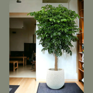 china doll plant seeds Radermachera Sinica 'China Doll Tree' Seeds – D&H Seed Harvest Co