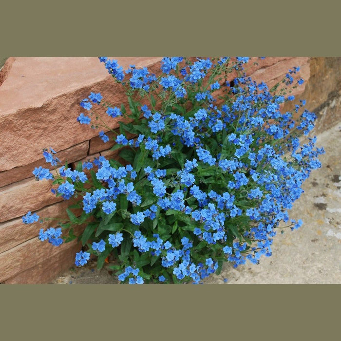 SAMPLE SIZE CYNOGLOSSUM AMABILE 'Chinese Forget Me Not' Seeds