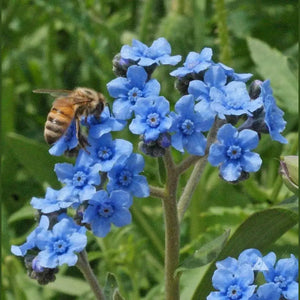 SAMPLE SIZE CYNOGLOSSUM AMABILE 'Chinese Forget Me Not' Seeds