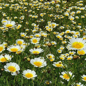 Chrysanthemum 'Garland Large Leaved' Seeds