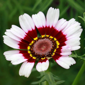 SAMPLE SIZEChrysanthemum 'Rainbow Single Mix' Seeds