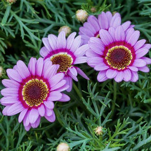 SAMPLE SIZEChrysanthemum 'Rainbow Single Mix' Seeds