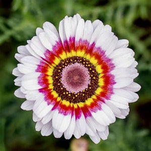 SAMPLE SIZEChrysanthemum 'Rainbow Single Mix' Seeds