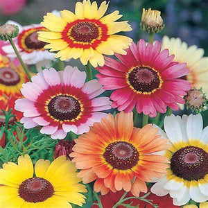 SAMPLE SIZEChrysanthemum 'Rainbow Single Mix' Seeds