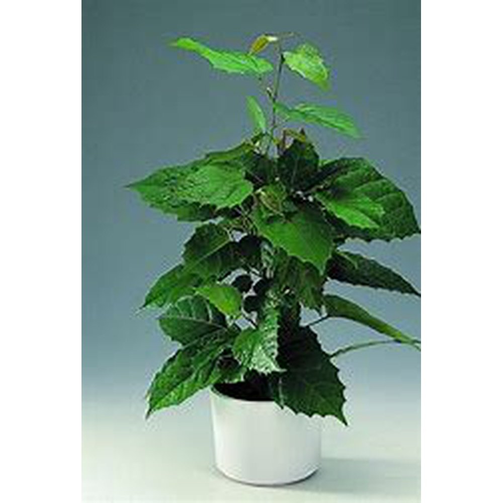 kangaroo vine house plant Cissus Antartica 'Kangaroo Vine' Seeds – D&H Seed Harvest Co